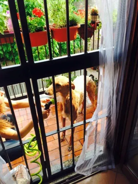 11148696 852141894877415 4915021790222891691 n