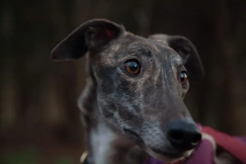 11150161 737552679675861 8646575914668513657 n1