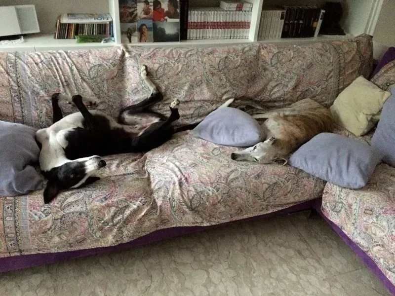 11155160 683136478479431 7251019022082220840 o