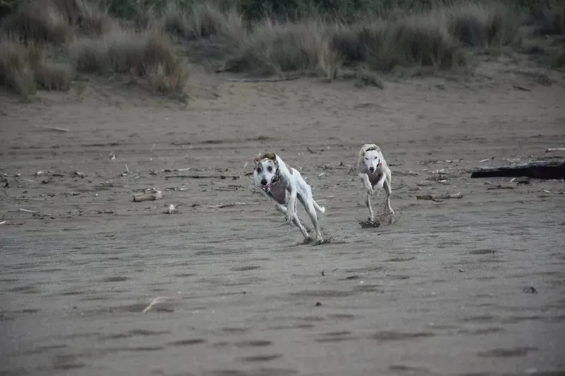 11168149 1485284568440061 1933036598972032694 n