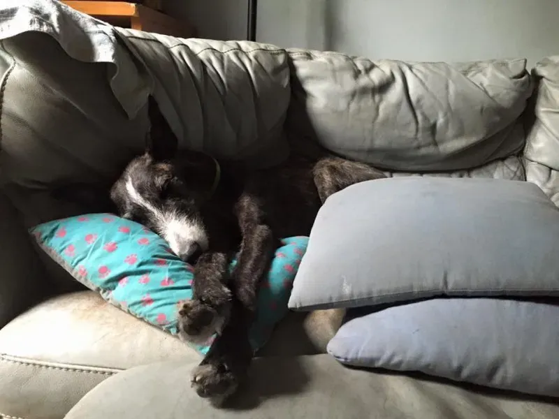 11181255 852822458134944 2714861332923085059 n