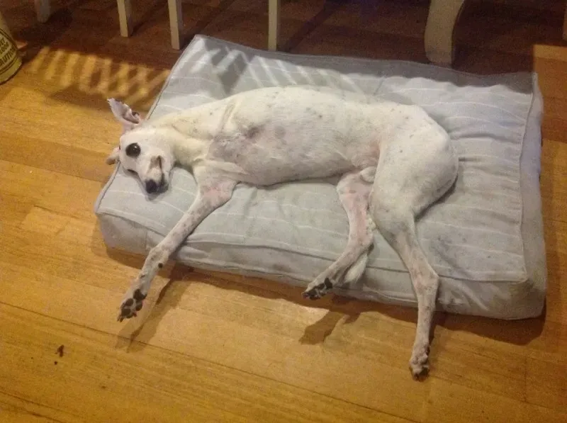 11194542 1645795535653988 7275905016023508167 o