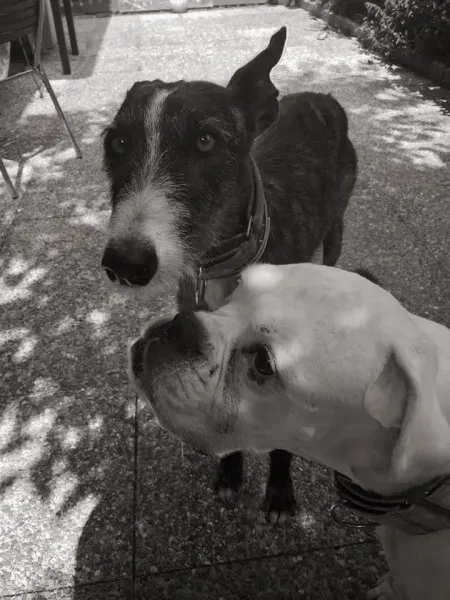 11205565 852822308134959 2401788586210790354 n