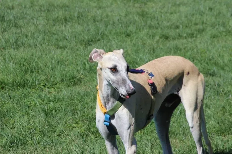 11206941 886801571403699 4871319662587710636 n