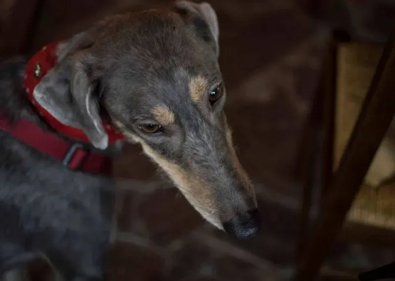 11209360 863937733690083 2956143033823879544 n