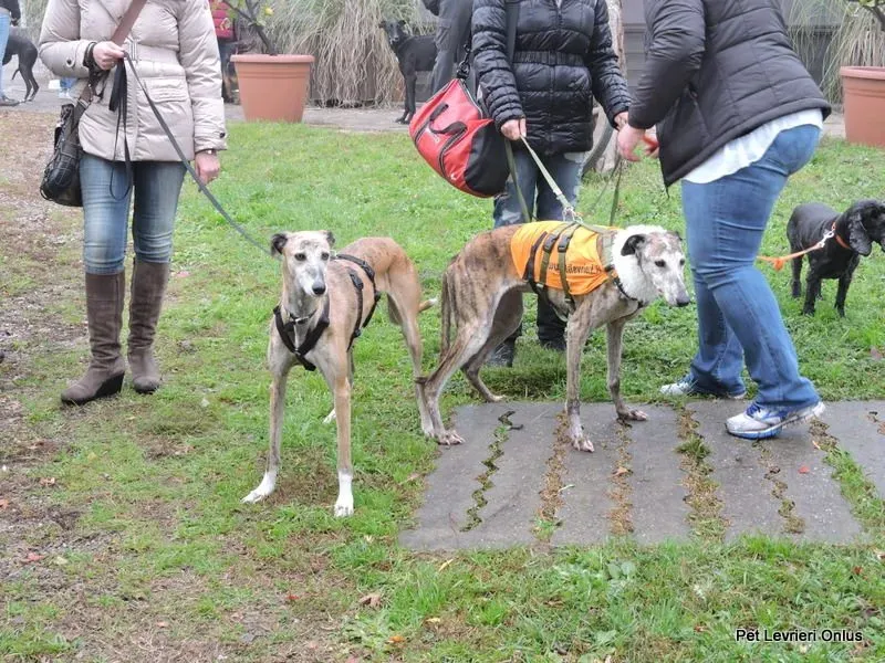 11214240 918538558230000 6273720777563780915 n