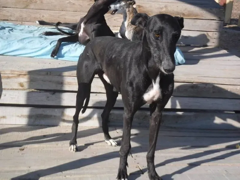 11214336 888567704560419 2807121189861057205 n