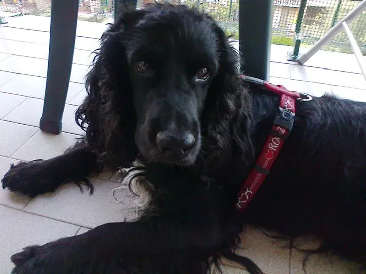 11216795 10205025041846850 3110299641364266556 n