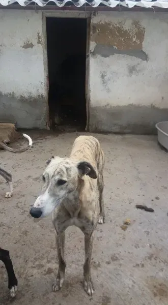 11218900 1009500889133766 9221757912309351487 n