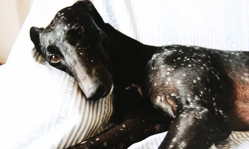 11218942 900119986738524 203815695683153300 n