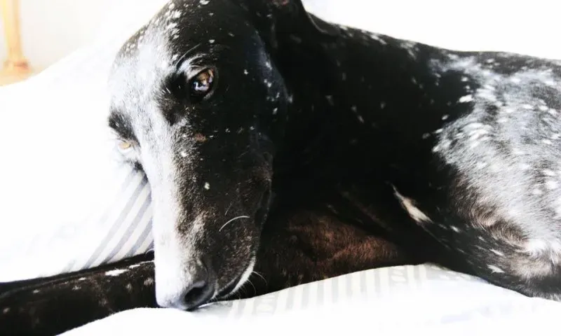 11219050 900119970071859 8473609004652650589 n