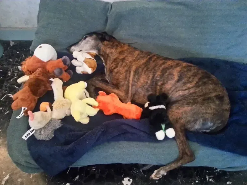 11219460 1426010681040877 2189257330086604689 o