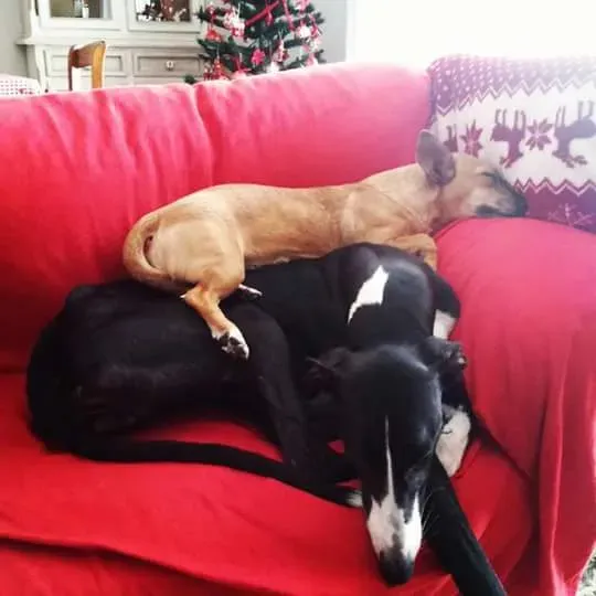 11220792 952481318180082 1808345822089272627 n