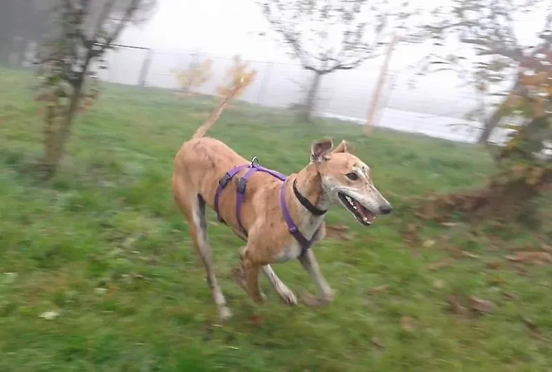 11220911 918412814909241 2160864550448917013 n