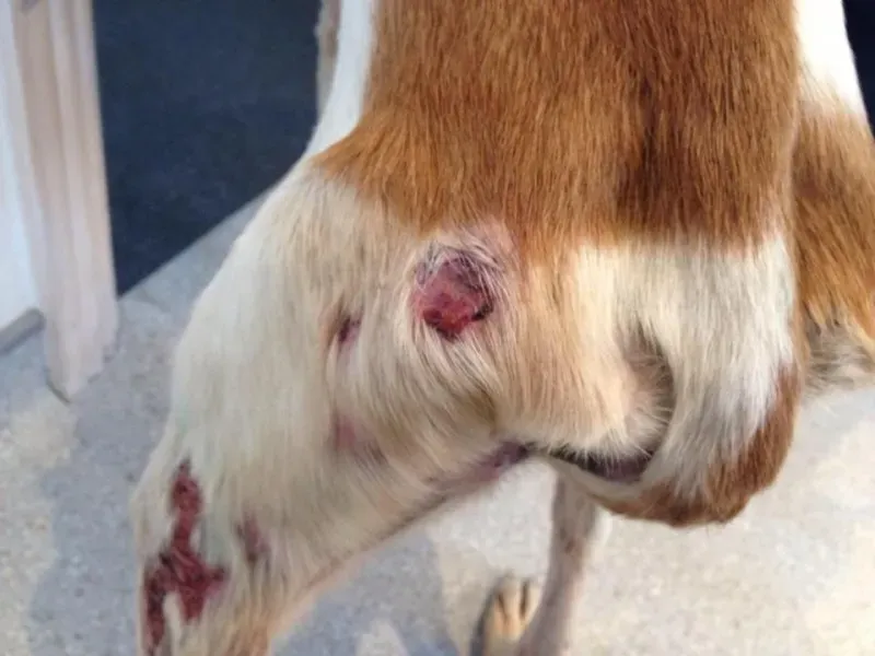 11220929 1072395342778164 7475487194171639415 n