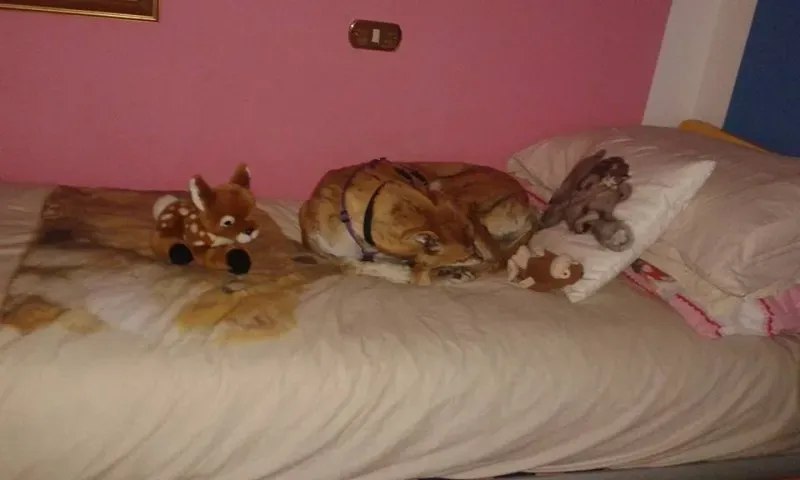 11222704 10206374797586073 6909427099965173194 n