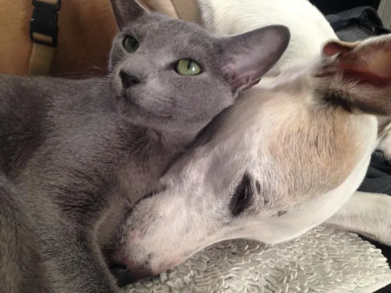 11224050 908953512521838 2526439263318962117 n