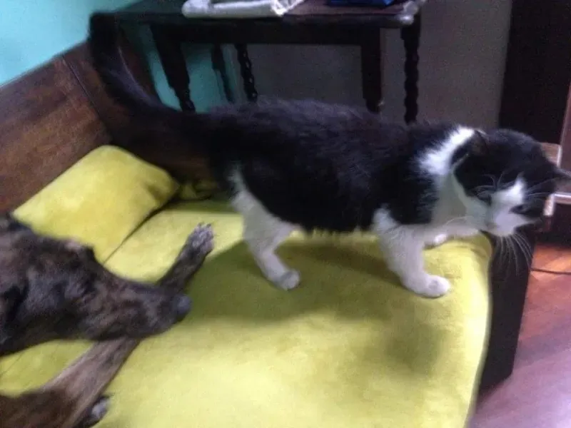 11224468 920381421379047 448717375721113123 n