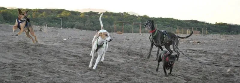 11229361 864880246929165 5199199799000513244 n