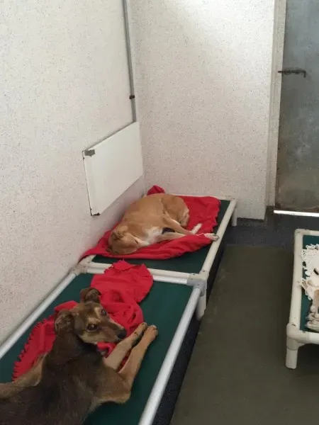 11232078 1677047925856521 2550451758489345873 n