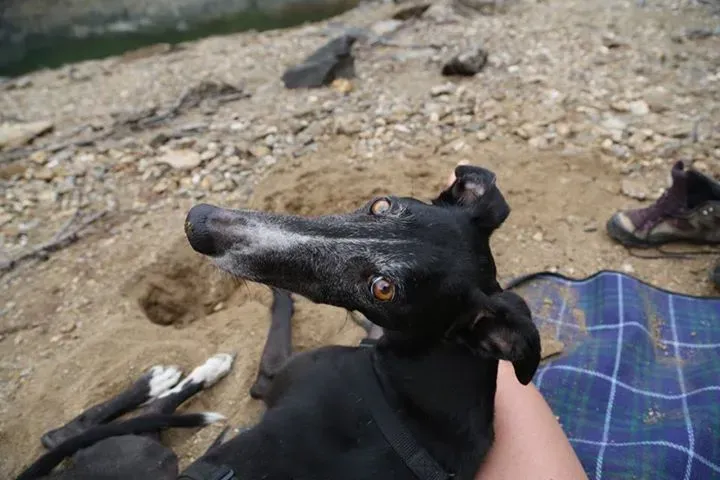 11232224 1501513943503757 8557705439217099238 n