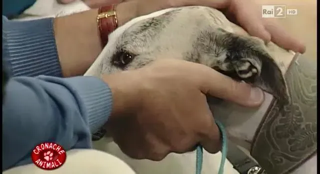 11232226 10206250906763997 136896573240746060 n