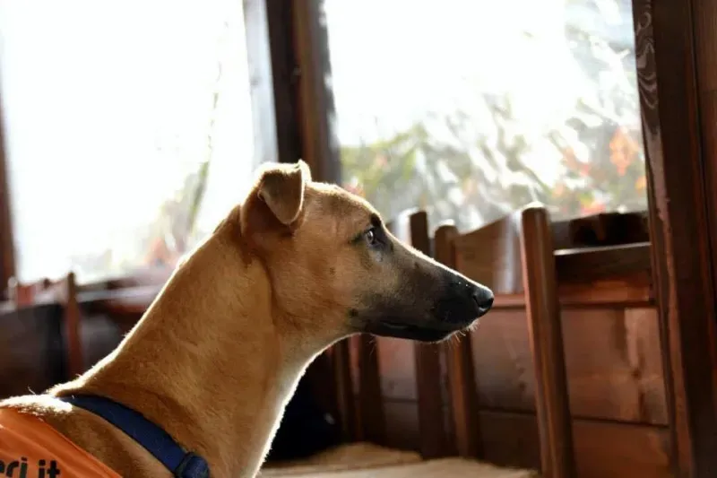 11232227 853836328033557 8562445922152017909 n