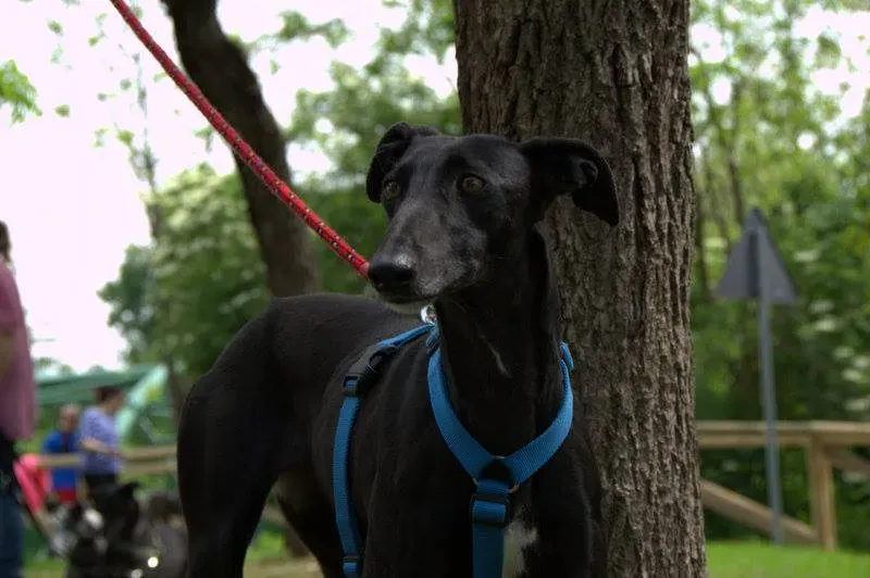 11245803 825208654229658 731305490806195736 n