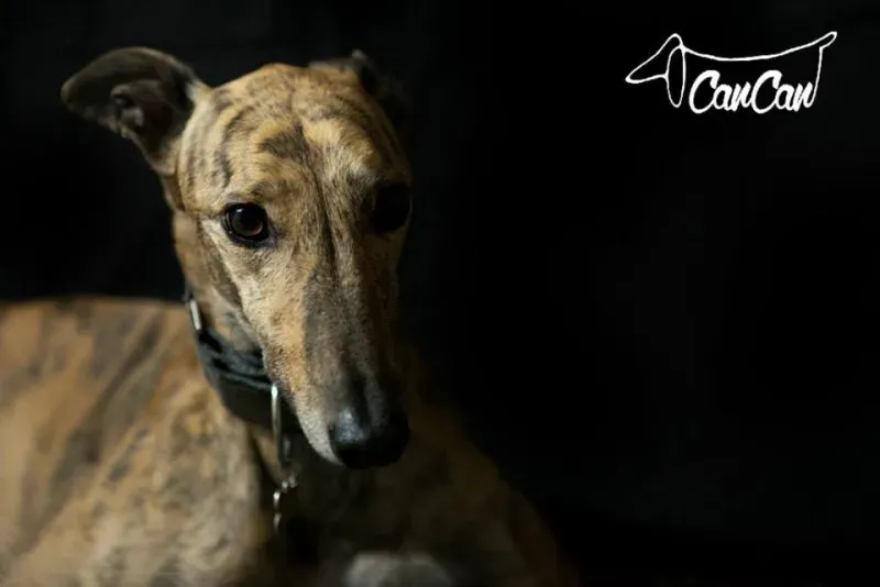 11255549 1590906994500669 4819449360138439420 n