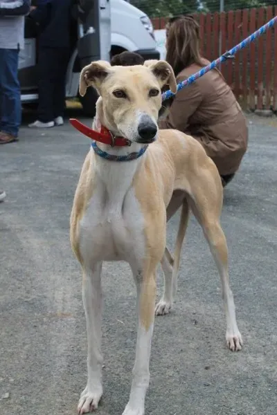 11261674 1014948175189548 588551000242706388 n