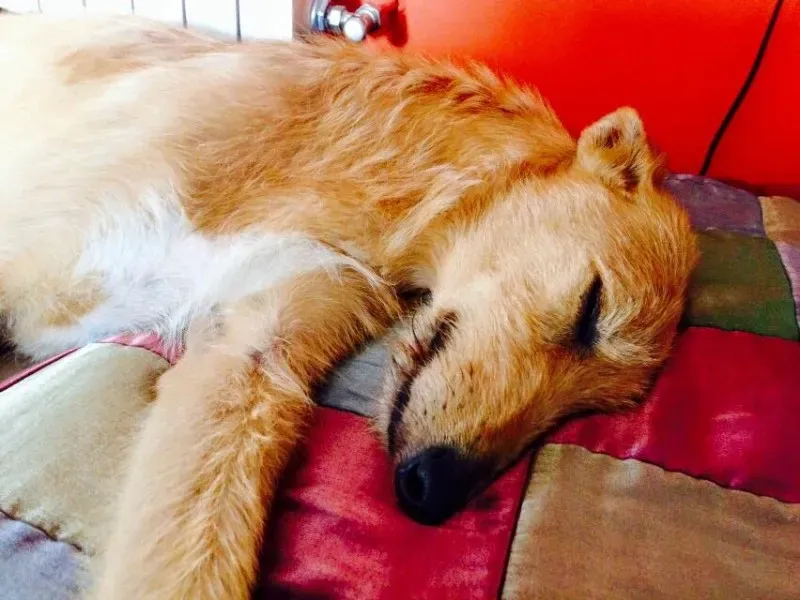 11295649 852163934875211 4316696707121220058 n