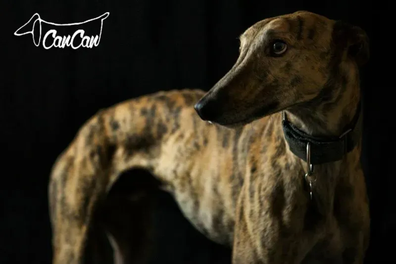 11295696 1590907047833997 6019521157814147266 n