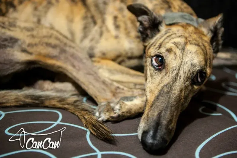 11295842 1590906947834007 6580438616732391611 n