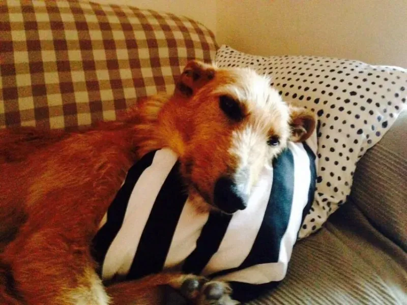 11304335 854881517936786 54654816 n