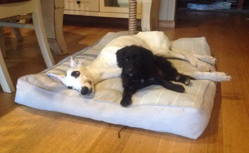 11312888 1648720362028172 3710623932474936495 o