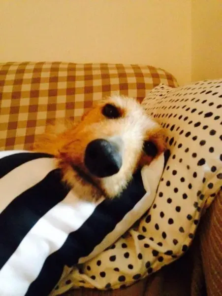 11327791 854881504603454 2120328102 n