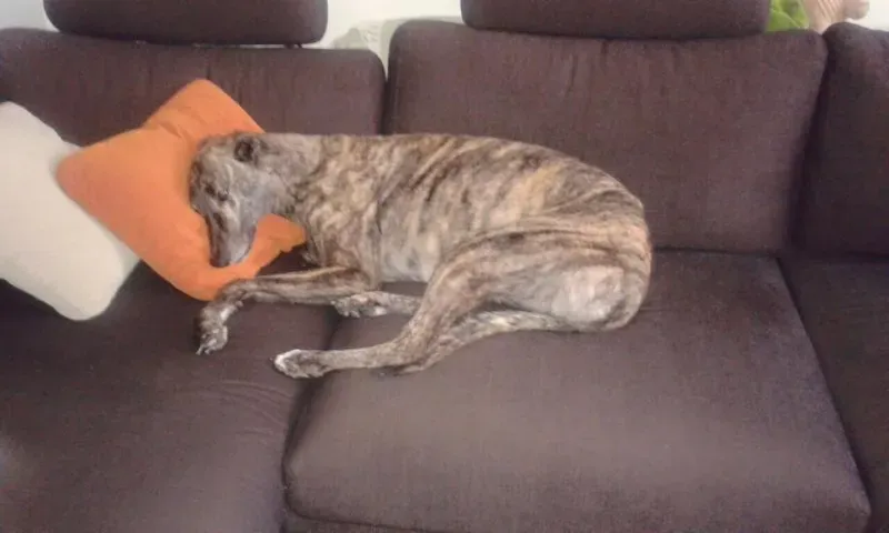 11329809 832360780181112 5305276865282410995 n