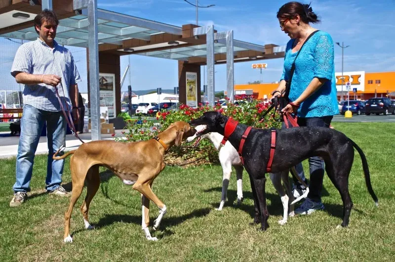 11334222 10202939890137548 1001800865040825234 o