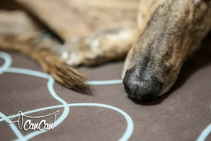 11350453 1590906934500675 4754276346755716819 n