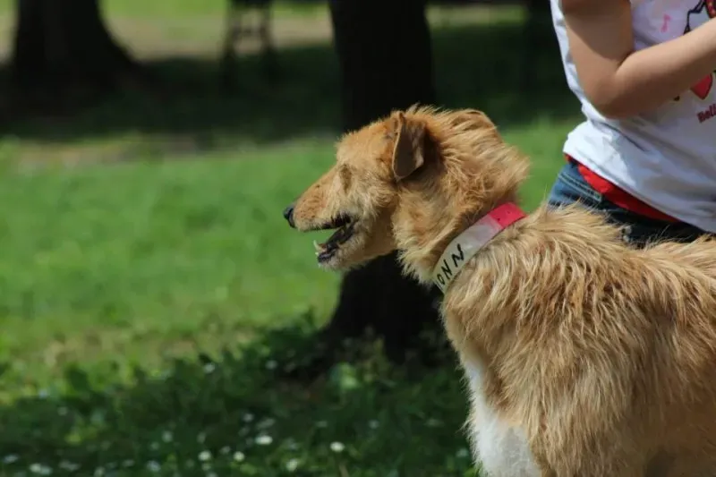 11350459 834201356663721 2451236921302853287 n