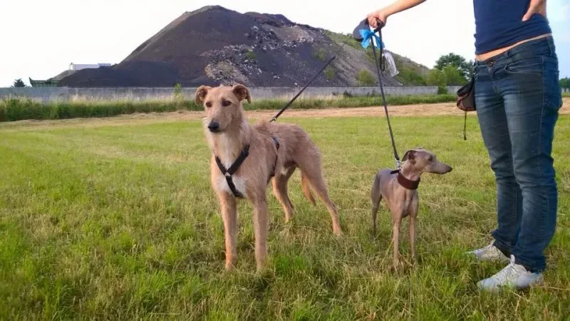 11351216 850861325005472 337869956851737242 n