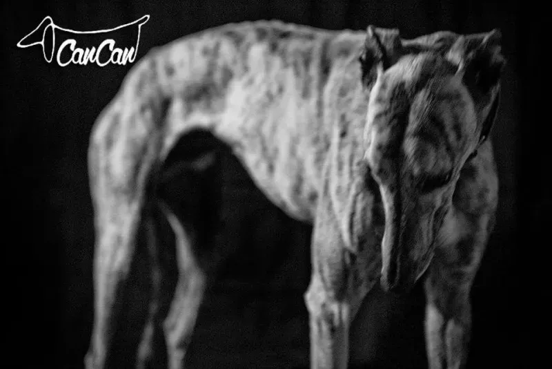 11351259 1590907041167331 8410778508035896596 n