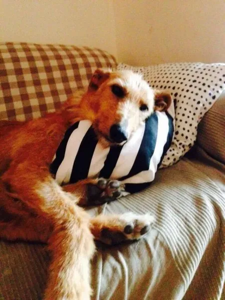 11358734 854881531270118 1483127541 n