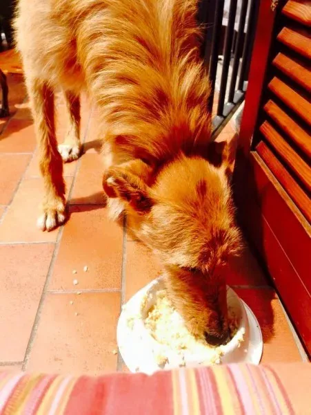 11377120 852164124875192 8913232879574101464 n