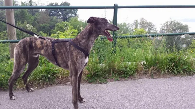 11390079 852786184812986 4152746331600241077 n