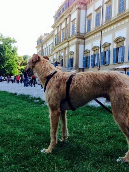 11390318 852753098149628 1689177512199633492 n