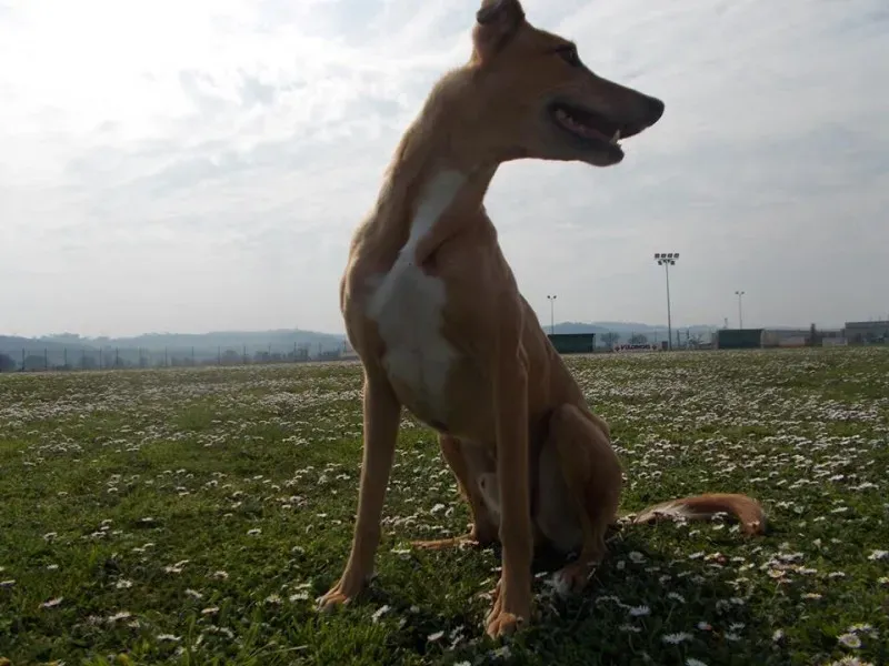 11390353 10203098228936854 5735721331438740063 n