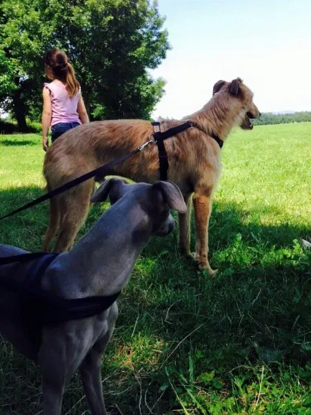 11391339 852753171482954 6691195814798635104 n