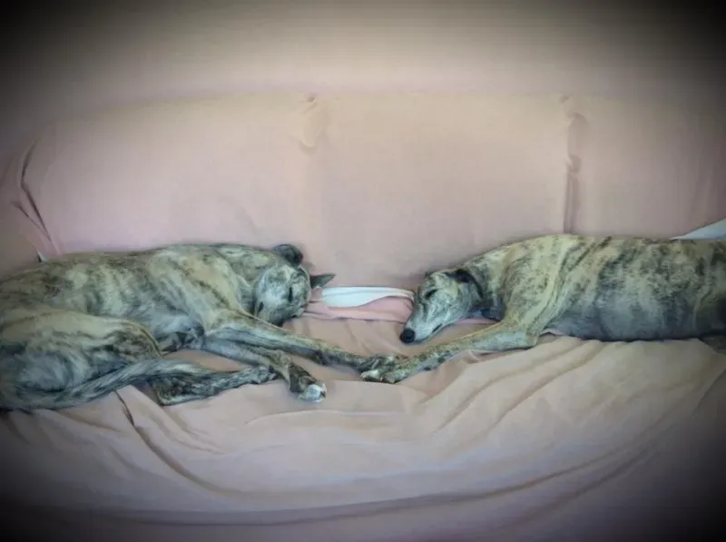 11402693 1440275869614358 663306209202433695 n