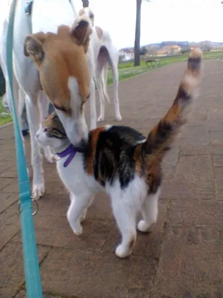 11403130 848134505270406 5475125276258706388 n